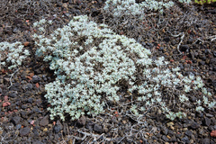 Crossostephium chinense