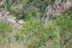 Aspalathus teres teres