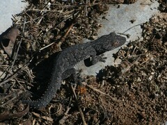 Strophurus williamsi