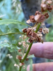 Rumex triangulivalvis