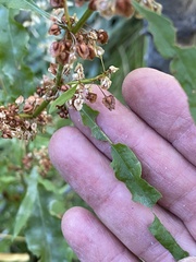 Rumex triangulivalvis