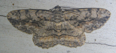 Anavitrinella pampinaria