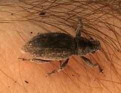 Brachyderes incanus