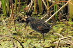 Rallus limicola