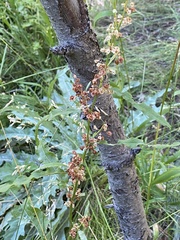 Rumex triangulivalvis