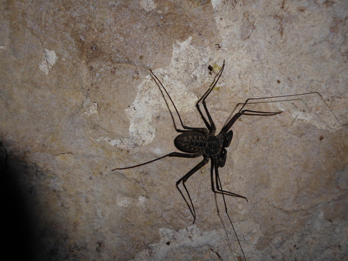 Phrynidae