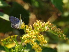 Plebejus idas