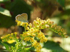 Plebejus idas