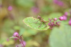Agamidae