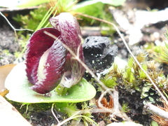 Corybas incurvus