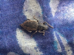 Brachyderes incanus