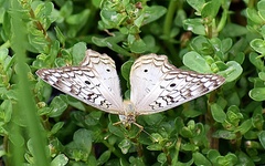 Anartia jatrophae