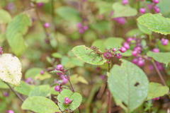 Agamidae