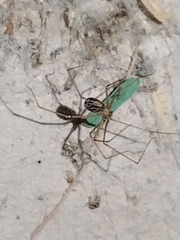 Physocyclus globosus