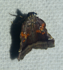 Clydonopteron sacculana