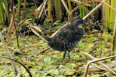 Rallus limicola