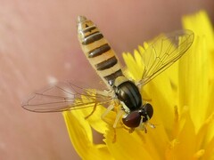 Sphaerophoria contigua