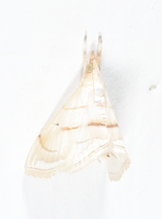 Emphylica diaphana
