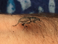 Brachyderes incanus