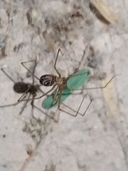 Physocyclus globosus