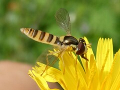 Sphaerophoria contigua