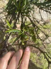 Solanum vescum