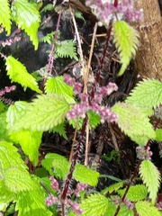 Urtica urens