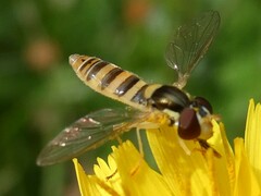 Sphaerophoria contigua