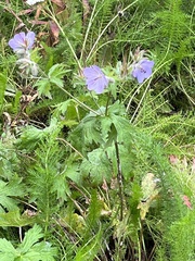 Geranium erianthum
