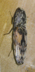 Pherhimius fascicularis