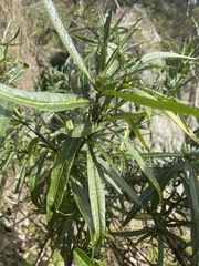 Solanum vescum