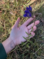 Gentiana affinis
