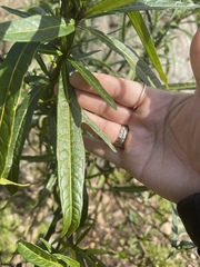 Solanum vescum