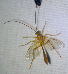 Enicospilus americanus-complex