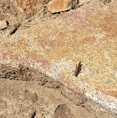 Trimerotropis verruculata