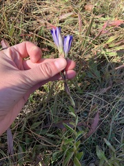 Gentiana affinis