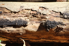 Kretzschmaria deusta