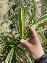Solanum vescum
