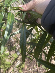 Solanum vescum