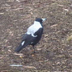 Gymnorhina tibicen