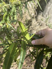 Solanum vescum
