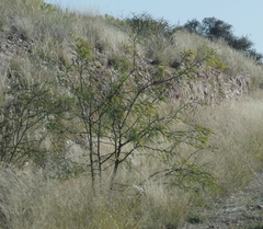 Prosopis glandulosa