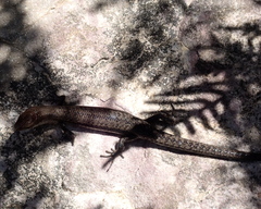 Lampropholis
