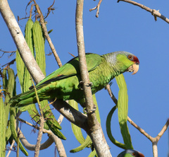 Amazona finschi