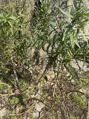 Solanum vescum