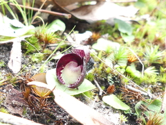 Corybas incurvus