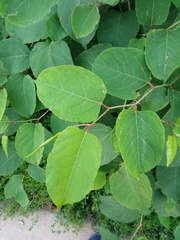 Reynoutria × bohemica