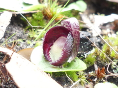 Corybas incurvus