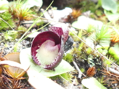 Corybas incurvus