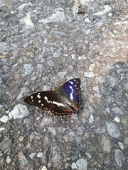 Apatura iris